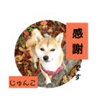 豆柴おまめちゃん日常の会話編だよー（個別スタンプ：36）
