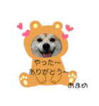 豆柴おまめちゃん日常の会話編だよー（個別スタンプ：37）