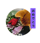 豆柴おまめちゃん日常の会話編だよー（個別スタンプ：40）