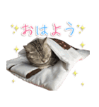 じぇーちゃんみーちゃんスタンプ＠猫写真（個別スタンプ：1）