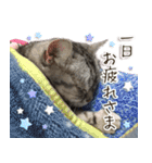 じぇーちゃんみーちゃんスタンプ＠猫写真（個別スタンプ：7）