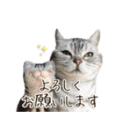じぇーちゃんみーちゃんスタンプ＠猫写真（個別スタンプ：8）