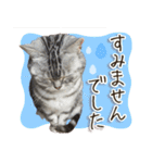 じぇーちゃんみーちゃんスタンプ＠猫写真（個別スタンプ：12）
