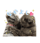 じぇーちゃんみーちゃんスタンプ＠猫写真（個別スタンプ：18）