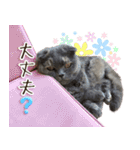 じぇーちゃんみーちゃんスタンプ＠猫写真（個別スタンプ：19）