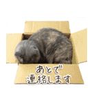じぇーちゃんみーちゃんスタンプ＠猫写真（個別スタンプ：23）