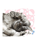 じぇーちゃんみーちゃんスタンプ＠猫写真（個別スタンプ：37）