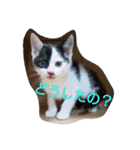 コタローの日常②（個別スタンプ：1）
