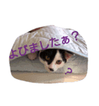 コタローの日常②（個別スタンプ：3）