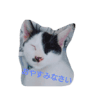 コタローの日常②（個別スタンプ：5）