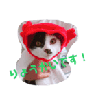 コタローの日常②（個別スタンプ：14）