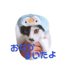 コタローの日常②（個別スタンプ：15）
