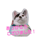 コタローの日常②（個別スタンプ：16）