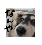 見てくれ！可愛いすぎる犬スタンプ(関西弁)（個別スタンプ：1）