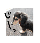見てくれ！可愛いすぎる犬スタンプ(関西弁)（個別スタンプ：2）