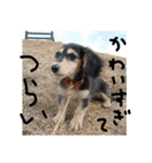 見てくれ！可愛いすぎる犬スタンプ(関西弁)（個別スタンプ：3）