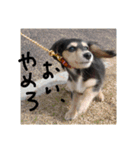 見てくれ！可愛いすぎる犬スタンプ(関西弁)（個別スタンプ：4）