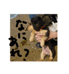 見てくれ！可愛いすぎる犬スタンプ(関西弁)（個別スタンプ：5）