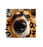 見てくれ！可愛いすぎる犬スタンプ(関西弁)（個別スタンプ：8）