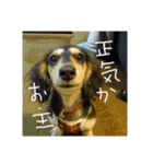 見てくれ！可愛いすぎる犬スタンプ(関西弁)（個別スタンプ：9）