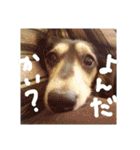 見てくれ！可愛いすぎる犬スタンプ(関西弁)（個別スタンプ：11）