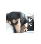 見てくれ！可愛いすぎる犬スタンプ(関西弁)（個別スタンプ：12）