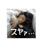 見てくれ！可愛いすぎる犬スタンプ(関西弁)（個別スタンプ：14）