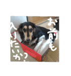 見てくれ！可愛いすぎる犬スタンプ(関西弁)（個別スタンプ：15）
