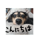 見てくれ！可愛いすぎる犬スタンプ(関西弁)（個別スタンプ：16）