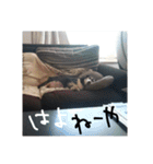 見てくれ！可愛いすぎる犬スタンプ(関西弁)（個別スタンプ：17）