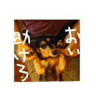 見てくれ！可愛いすぎる犬スタンプ(関西弁)（個別スタンプ：18）