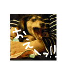 見てくれ！可愛いすぎる犬スタンプ(関西弁)（個別スタンプ：19）