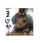 見てくれ！可愛いすぎる犬スタンプ(関西弁)（個別スタンプ：20）