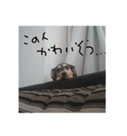 見てくれ！可愛いすぎる犬スタンプ(関西弁)（個別スタンプ：21）