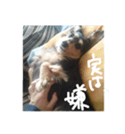 見てくれ！可愛いすぎる犬スタンプ(関西弁)（個別スタンプ：22）
