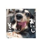 見てくれ！可愛いすぎる犬スタンプ(関西弁)（個別スタンプ：23）