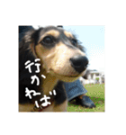 見てくれ！可愛いすぎる犬スタンプ(関西弁)（個別スタンプ：28）