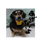 見てくれ！可愛いすぎる犬スタンプ(関西弁)（個別スタンプ：33）