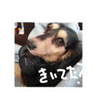 見てくれ！可愛いすぎる犬スタンプ(関西弁)（個別スタンプ：34）