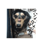 見てくれ！可愛いすぎる犬スタンプ(関西弁)（個別スタンプ：35）