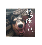 見てくれ！可愛いすぎる犬スタンプ(関西弁)（個別スタンプ：38）