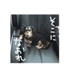 見てくれ！可愛いすぎる犬スタンプ(関西弁)（個別スタンプ：39）