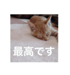 ねこかわいいね！（個別スタンプ：7）