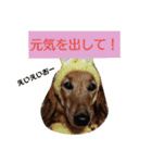 ダックスその他の愉快な仲間たちの日常10（個別スタンプ：3）
