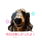 ダックスその他の愉快な仲間たちの日常10（個別スタンプ：4）
