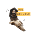 ダックスその他の愉快な仲間たちの日常10（個別スタンプ：8）