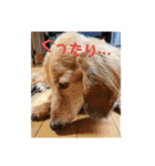 ダックスその他の愉快な仲間たちの日常10（個別スタンプ：10）