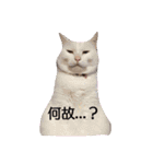 ダックスその他の愉快な仲間たちの日常10（個別スタンプ：12）