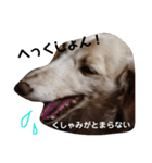 ダックスその他の愉快な仲間たちの日常10（個別スタンプ：16）