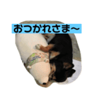 くろのごあいさつ2（個別スタンプ：1）